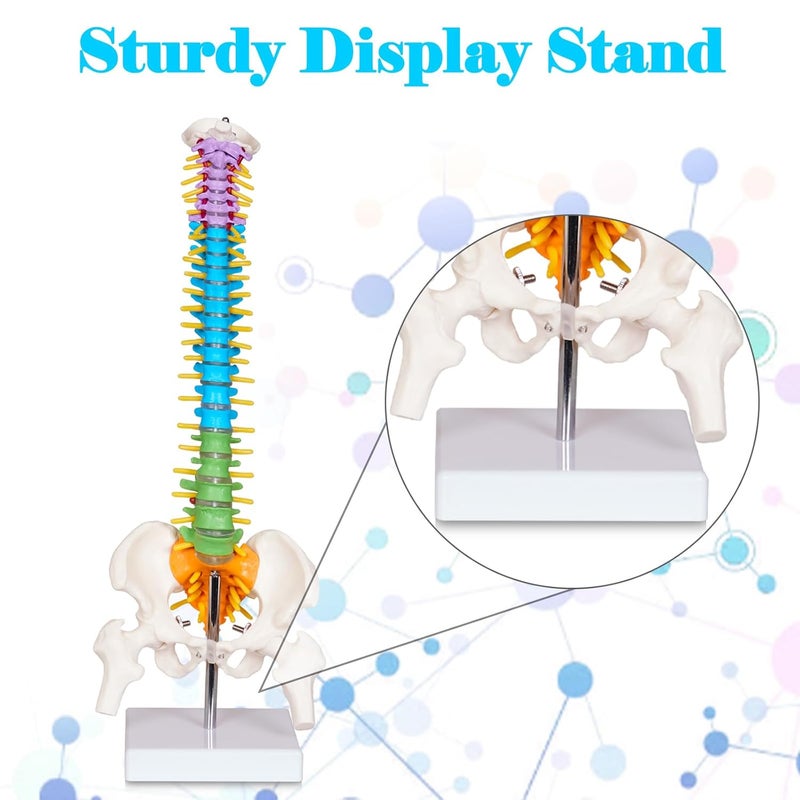 breesky Scientific Mini Spine Model, 15.5’’ Anatomical Spine Model with All Nerves, Human Anatomy Model with Stand for Instruction, Study and Display - Image 2